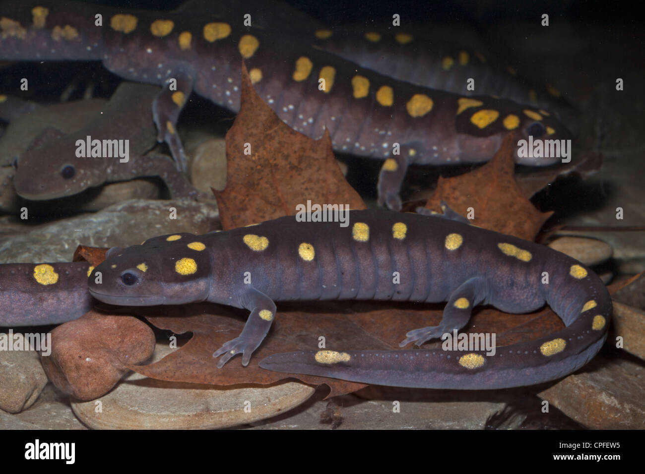 Spotted Salamander (Ambystoma maculatum) New York USA spring