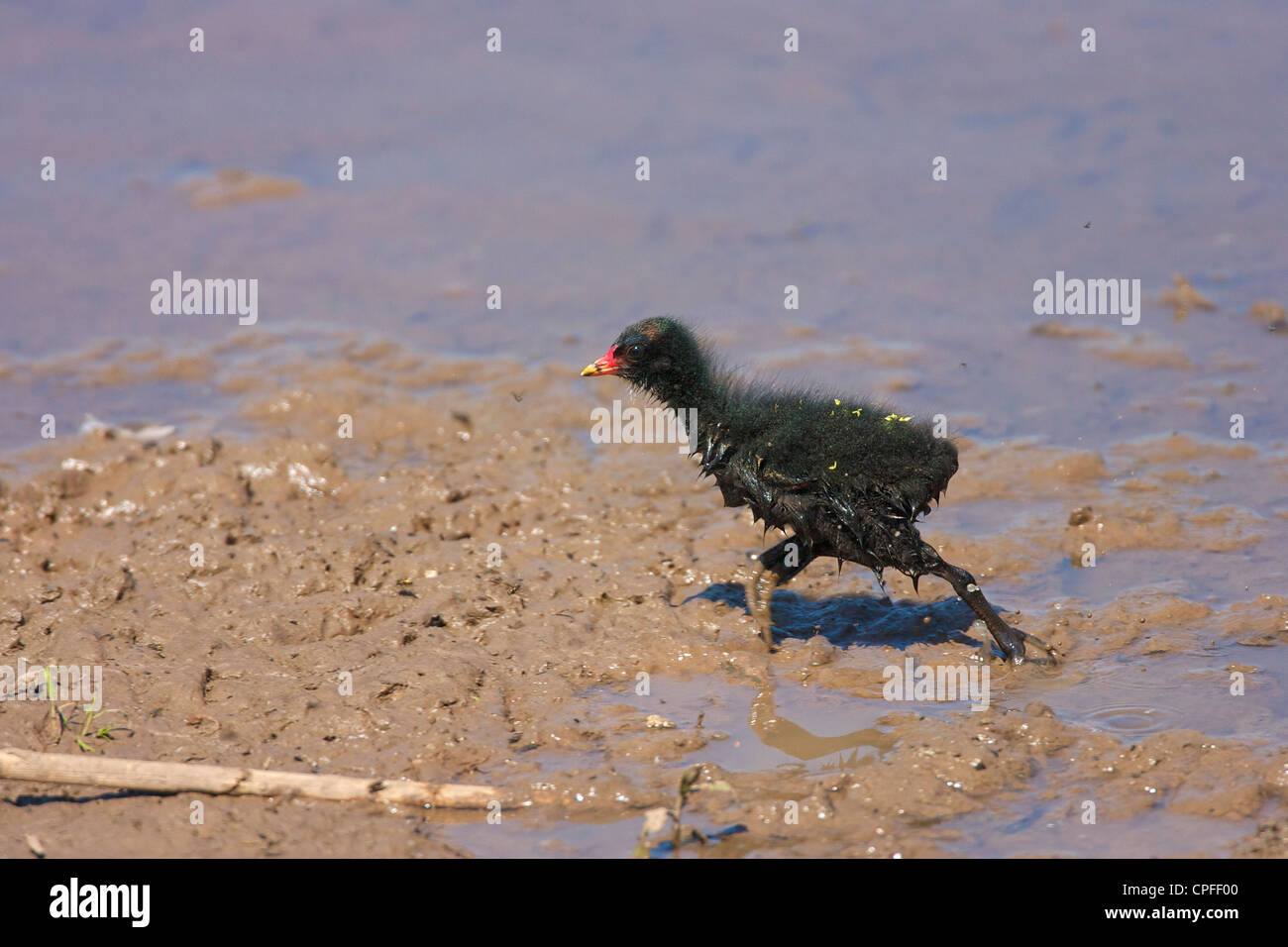 Common Moorhen (Gallinula chloropus), Fledgling running to catch up it's parent. Stock Photo