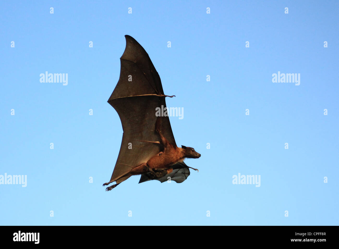 Maldivian fruit bat flying with young (Pteropus hypomelanus) Stock Photo