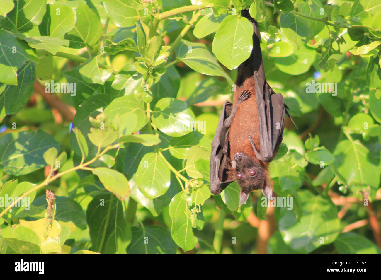 Maldivian fruit bat (Pteropus hypomelanus) Stock Photo