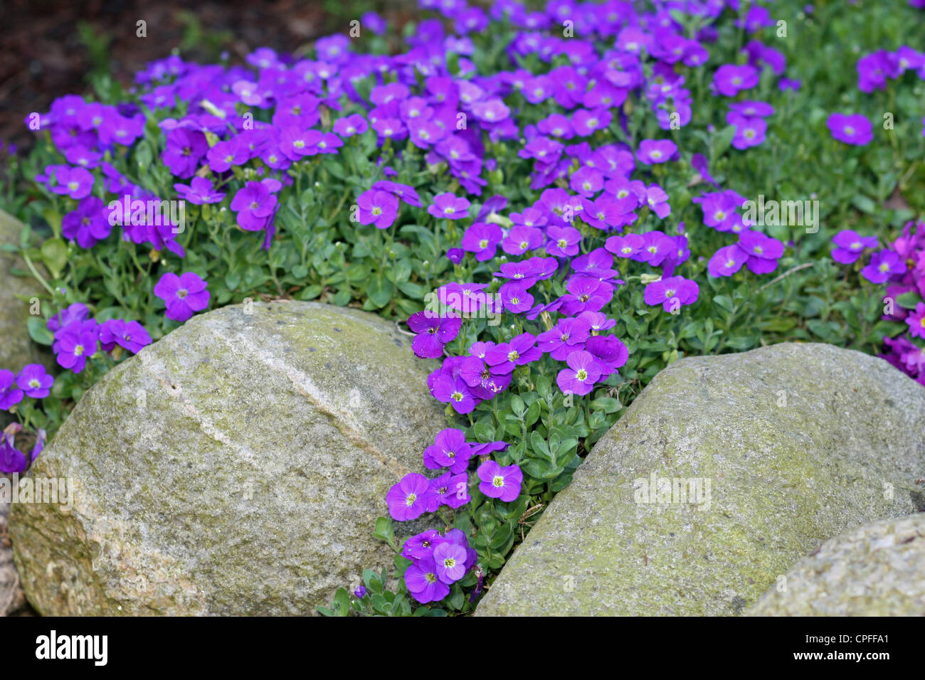 Purple Rockery Plant High Resolution Stock Photography and Images Alamy