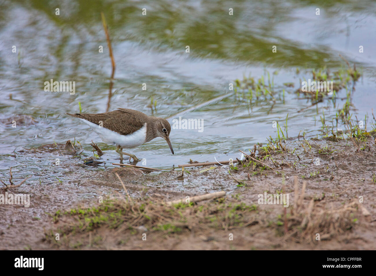 Common Sandpiper (Actitis hypoleucos) Foraging in the shallows along the edge of a body of water Stock Photo