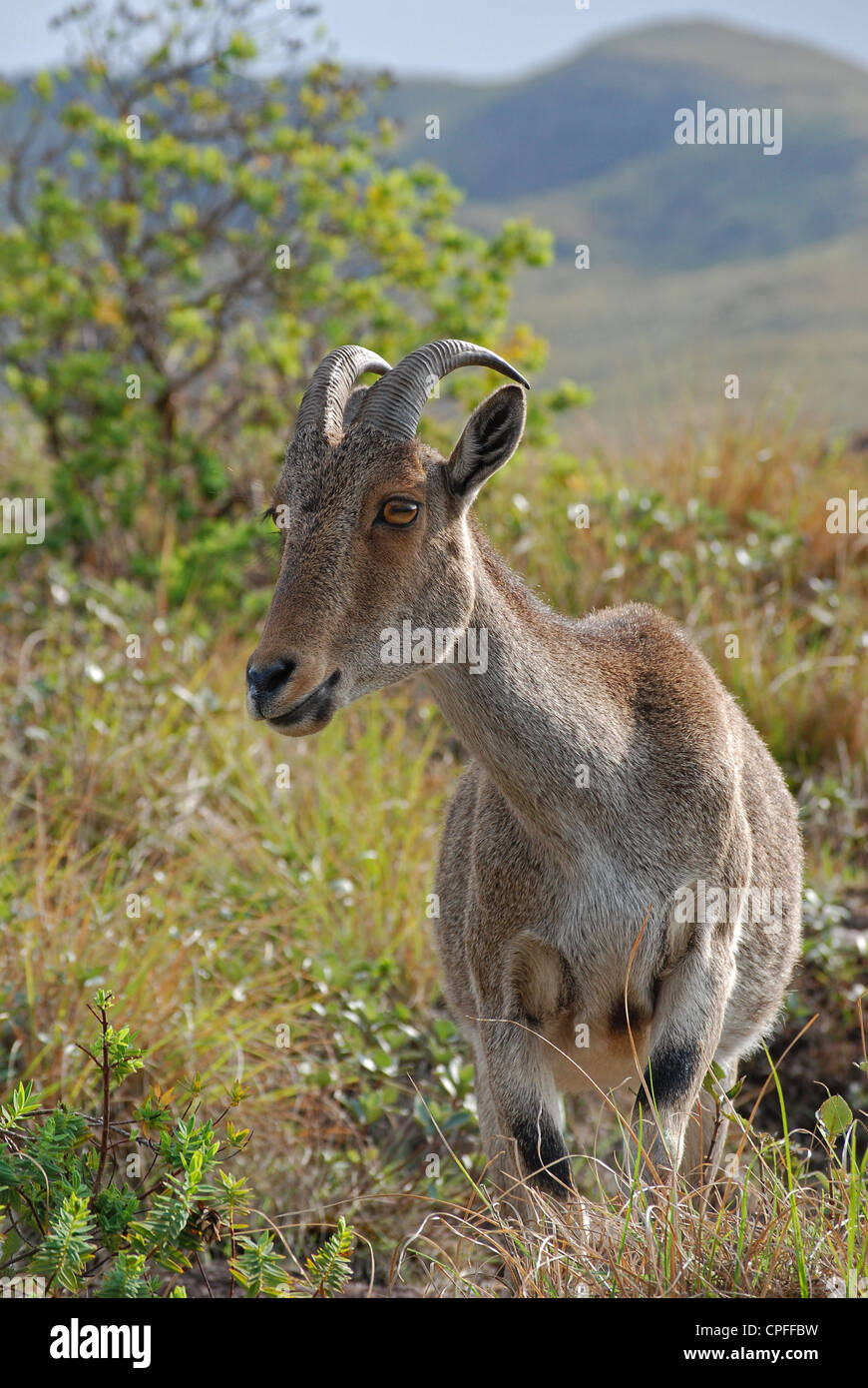 nilgiri tahr; an endangered species of goat at eravikulam national park,kerala,india  Stock Photo - Alamy