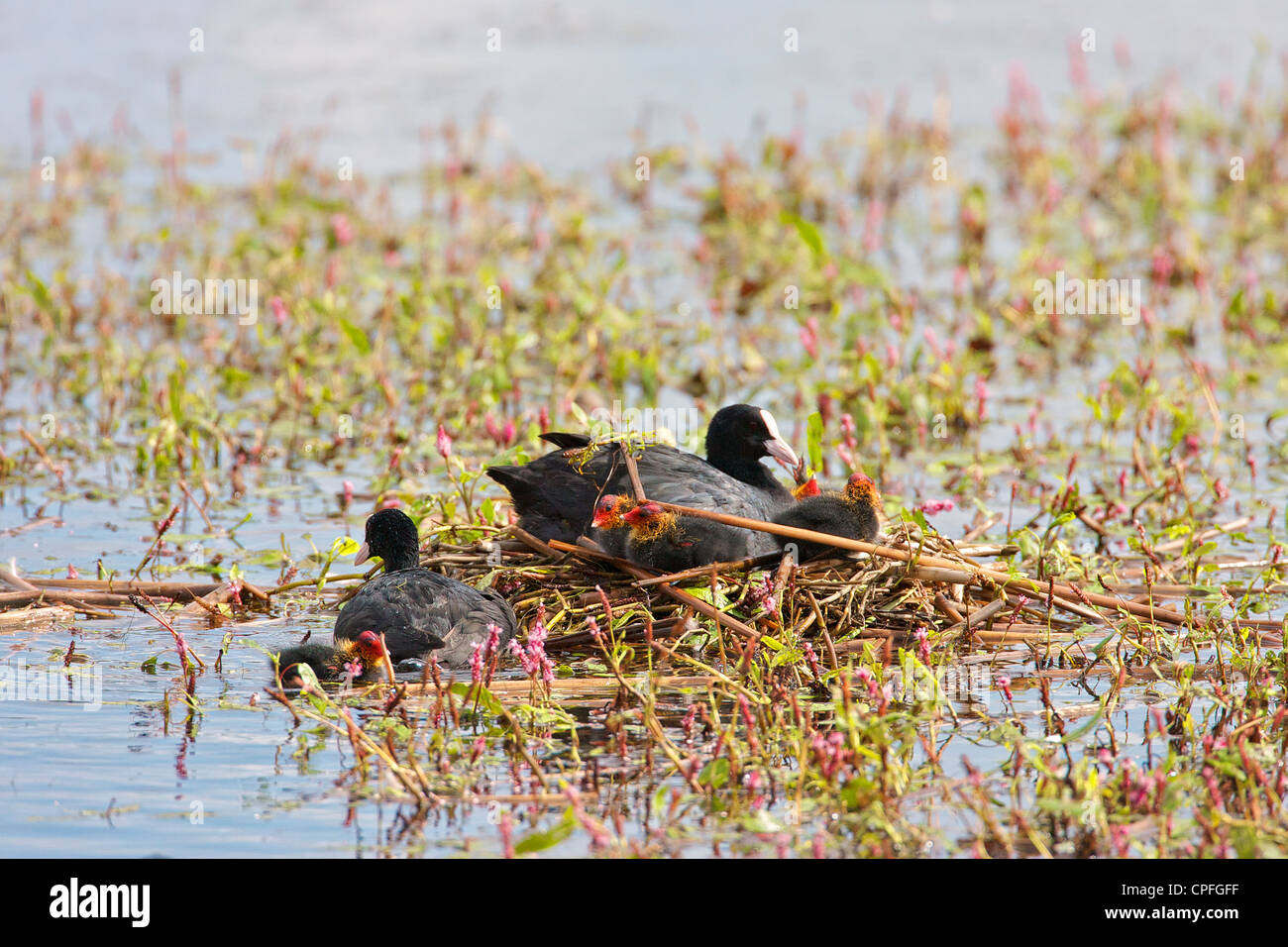 Female Coot (Fulica atra) With five chicks on safely built nest, the male leaving having just delivered food. Stock Photo