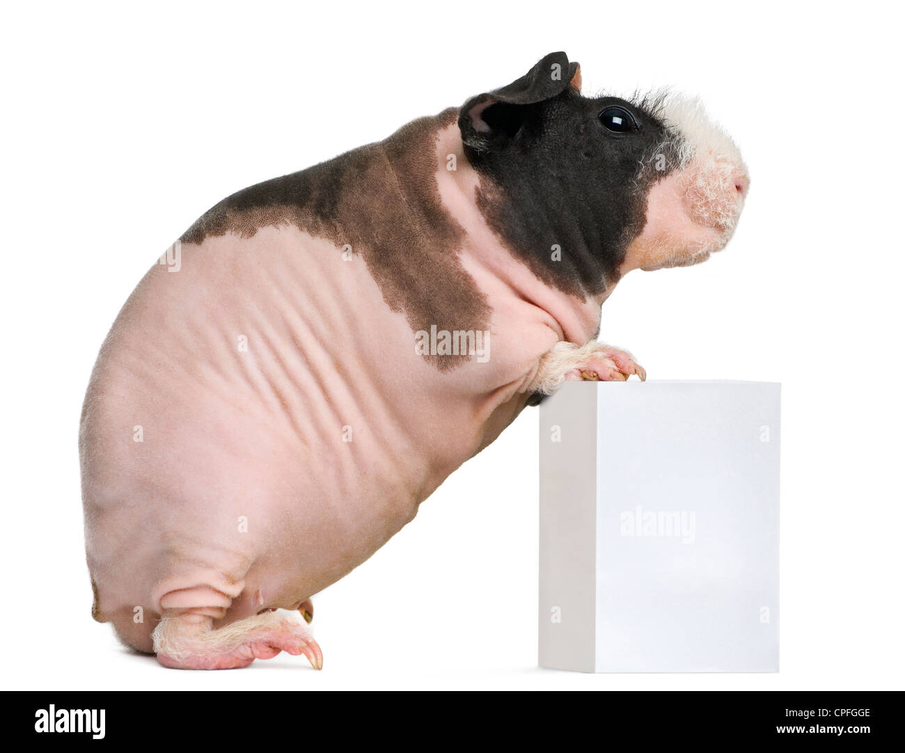 Hairless Guinea Pig standing against white background Stock Photo