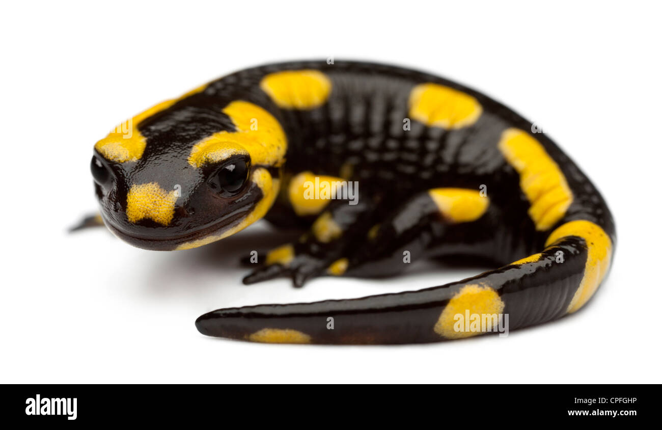 Fire salamander, Salamandra salamandra, in front of white background Stock Photo