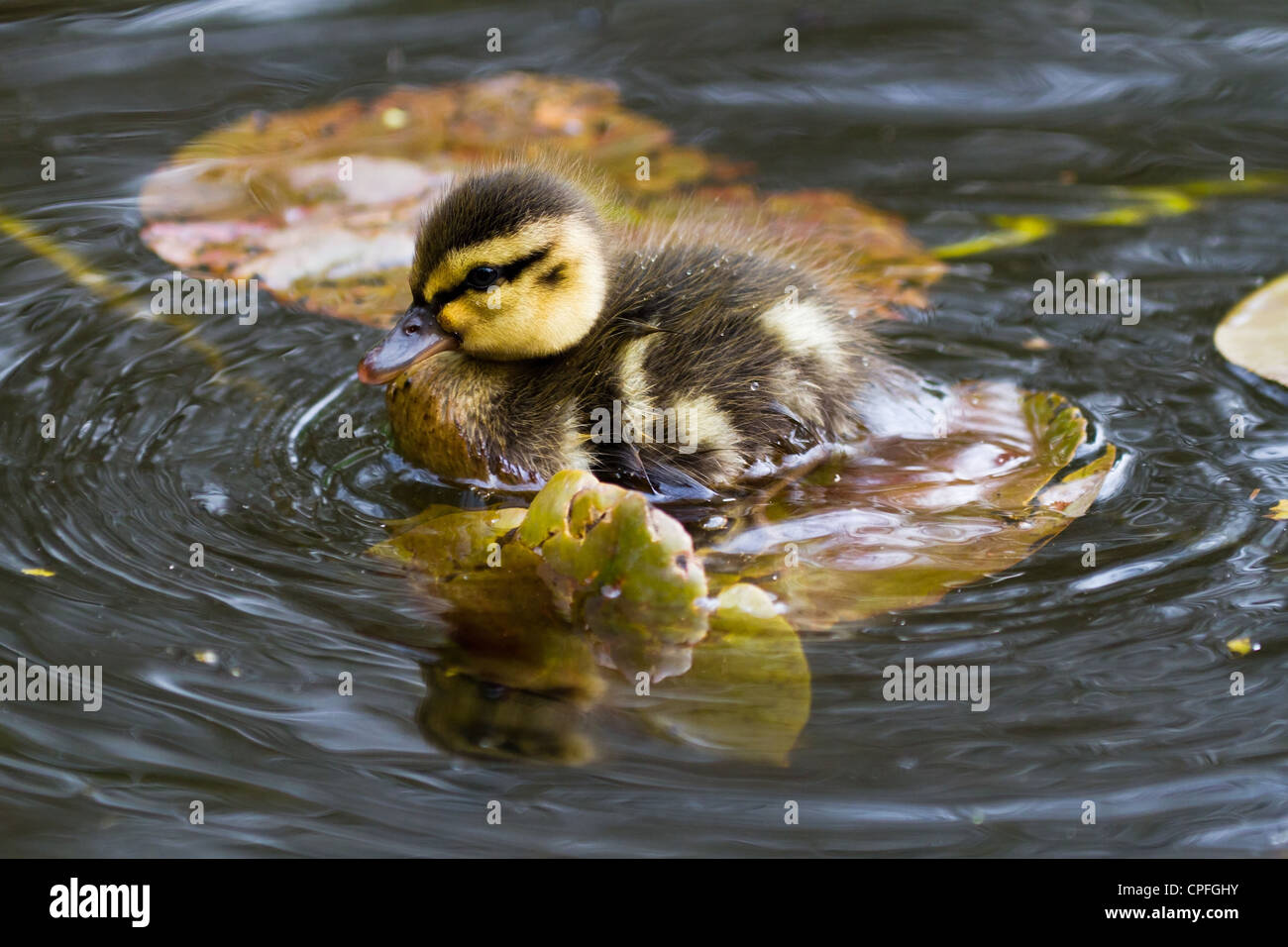 Mallard ducklings close up shot Stock Photo