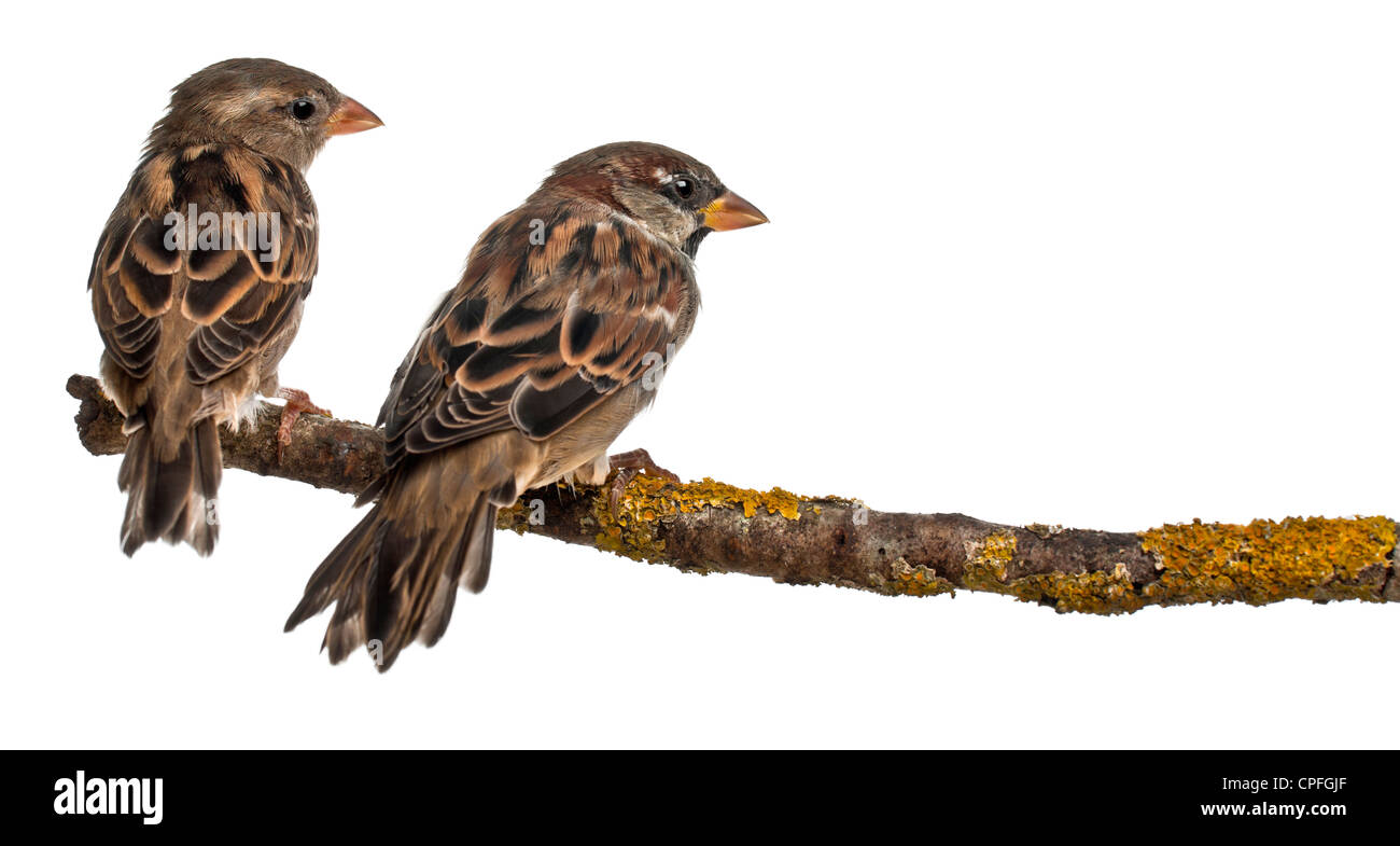 Male and female House Sparrow, Passer domesticus, 4 months old, on a branch in front of white background Stock Photo