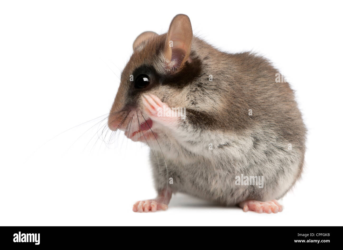 Old mouse hi-res stock photography and images - Alamy