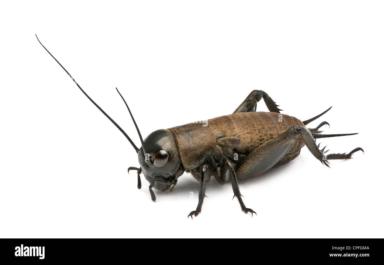 Mediterranean Field Cricket, Gryllus bimaculatus, against white background Stock Photo