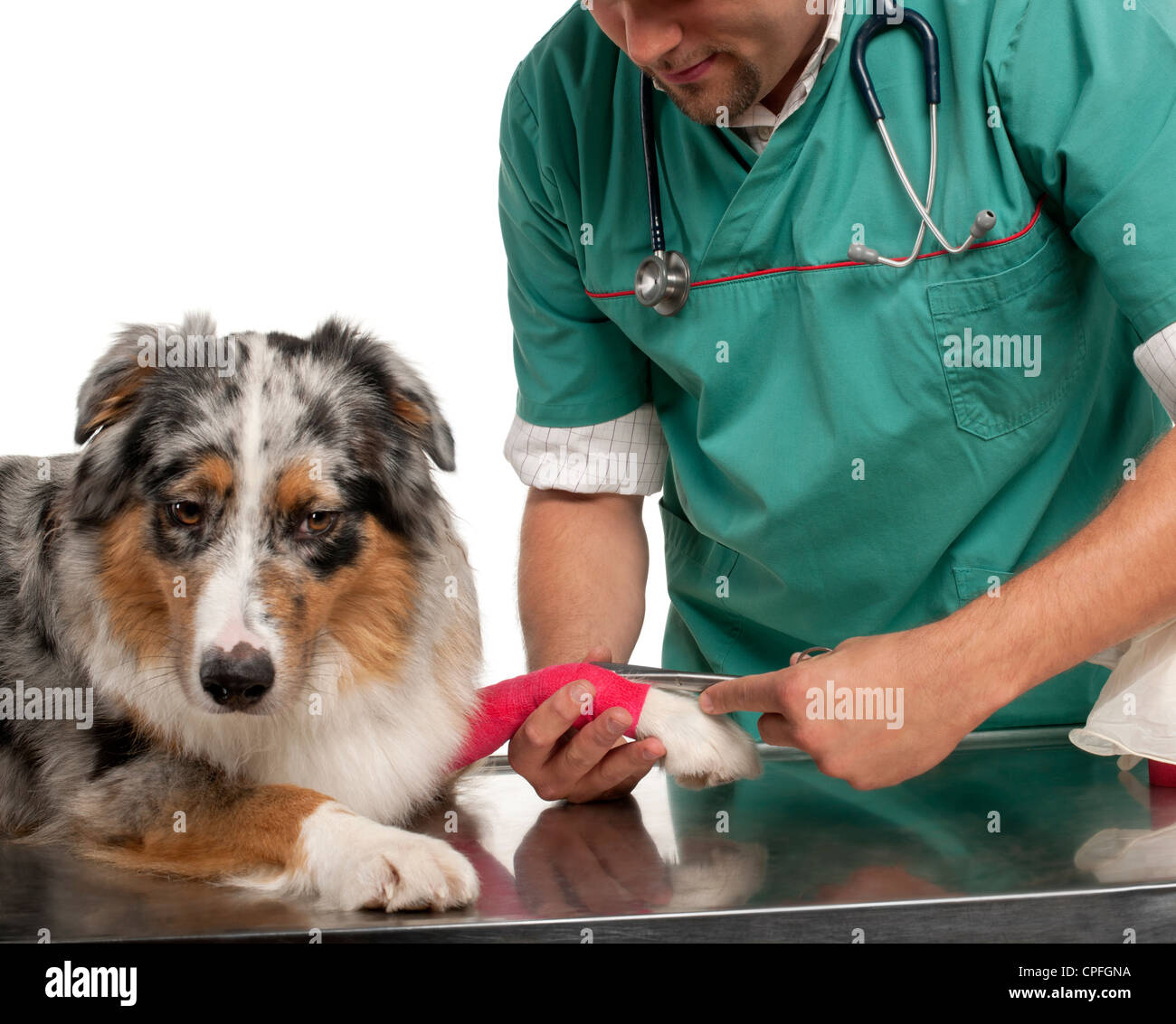 Vet wrapping a bandage around an Australian shepherd's paw in front of white background Stock Photo