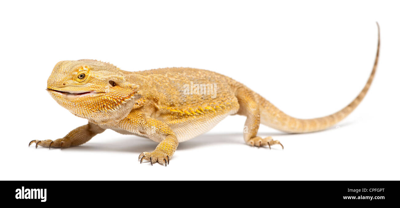 Central Bearded Dragon, Pogona vitticeps, against white background Stock Photo