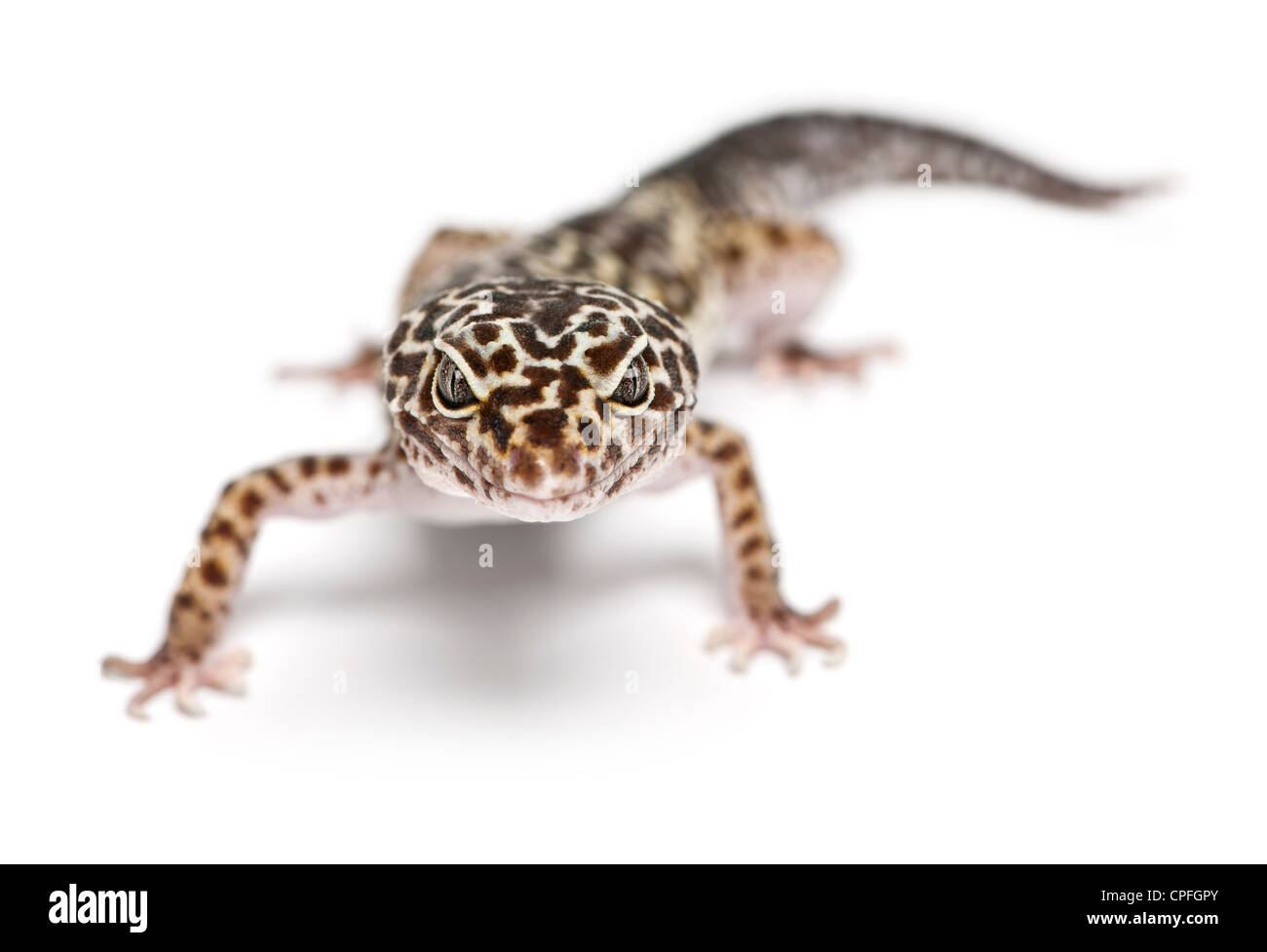 Leopard Gecko, Eublepharis macularius, against white background Stock Photo