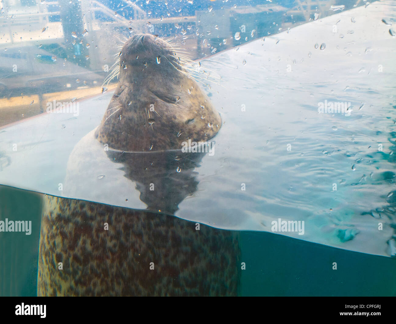 New England Aquarium in Boston MA Stock Photo Alamy