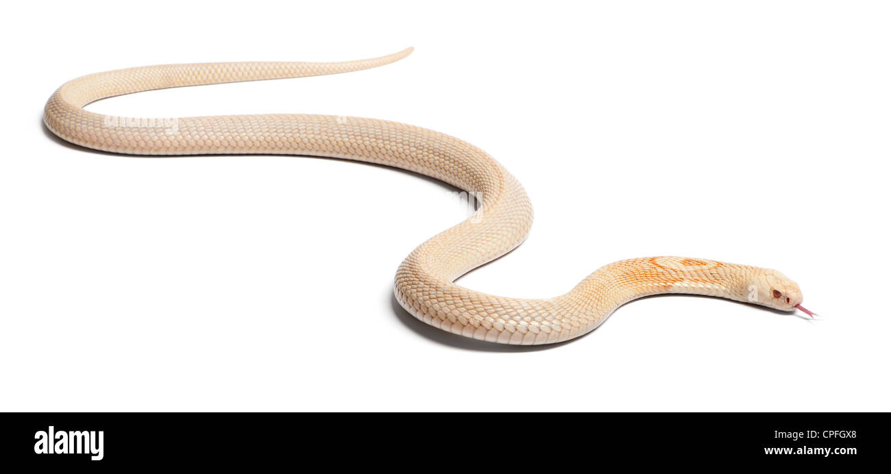 Albino Monocled Cobra, Naja kaouthia, against white background Stock Photo