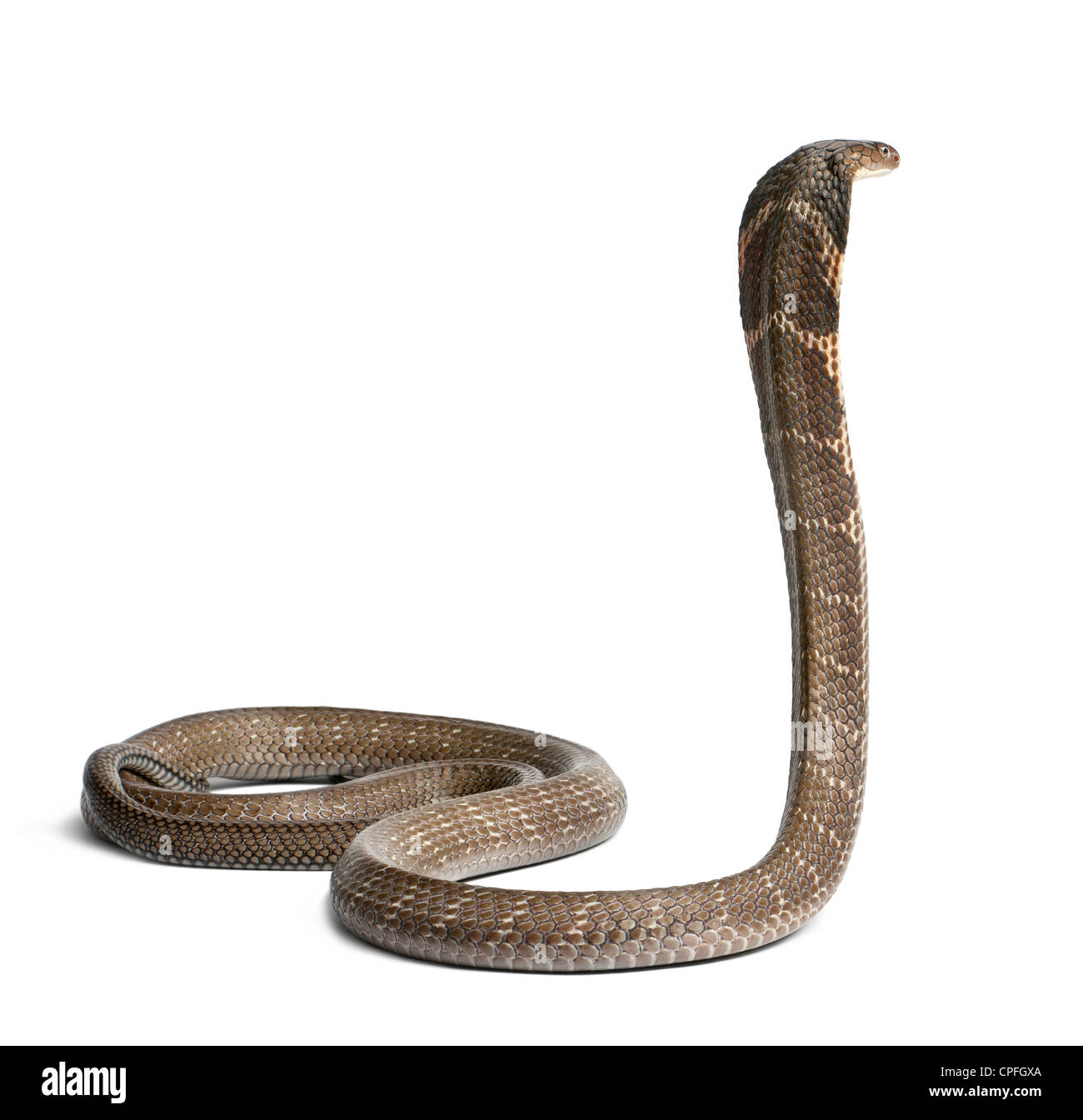 King Cobra, Ophiophagus hannah, against white background Stock Photo