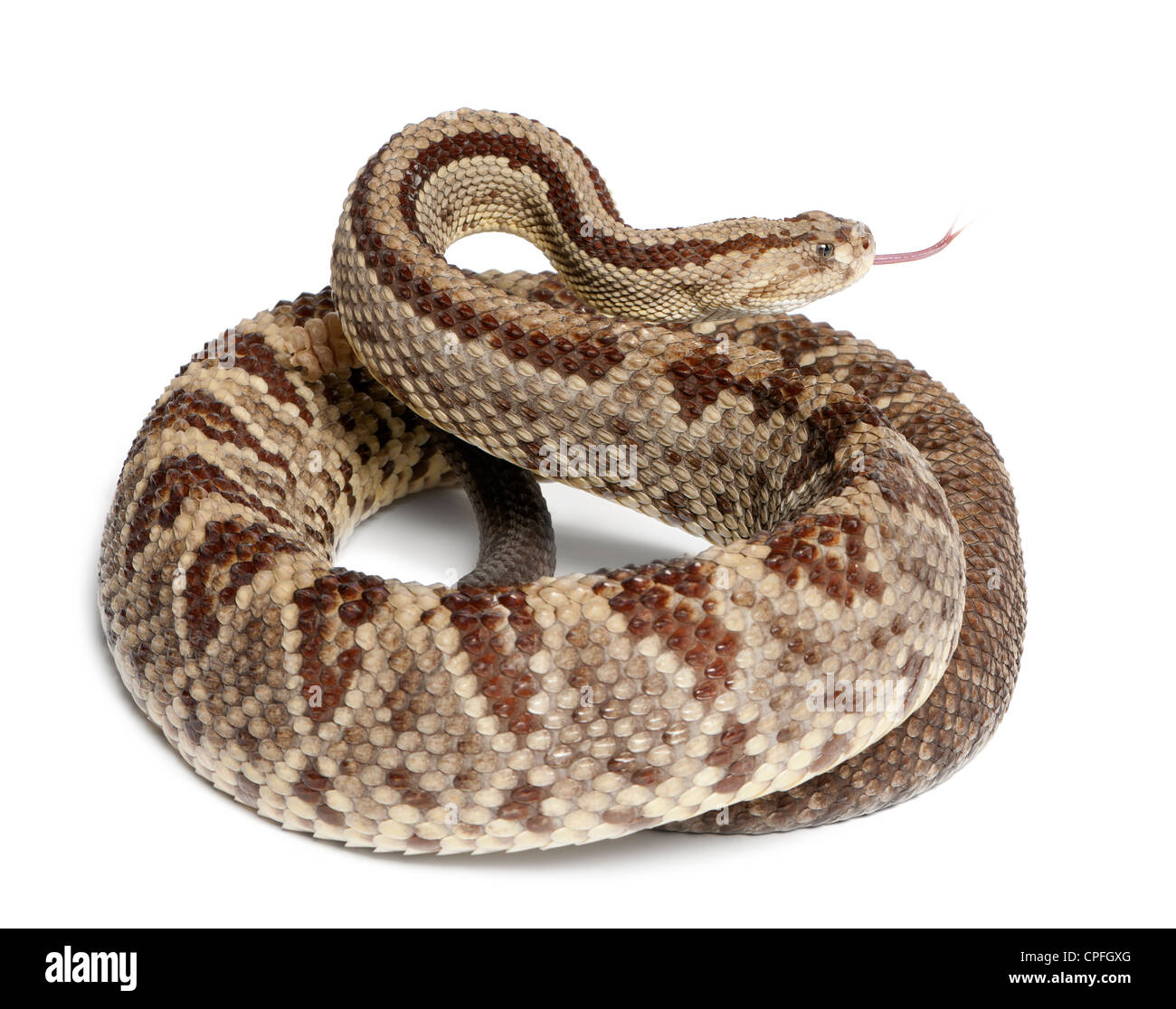 South American rattlesnake, Crotalus durissus, against white background Stock Photo