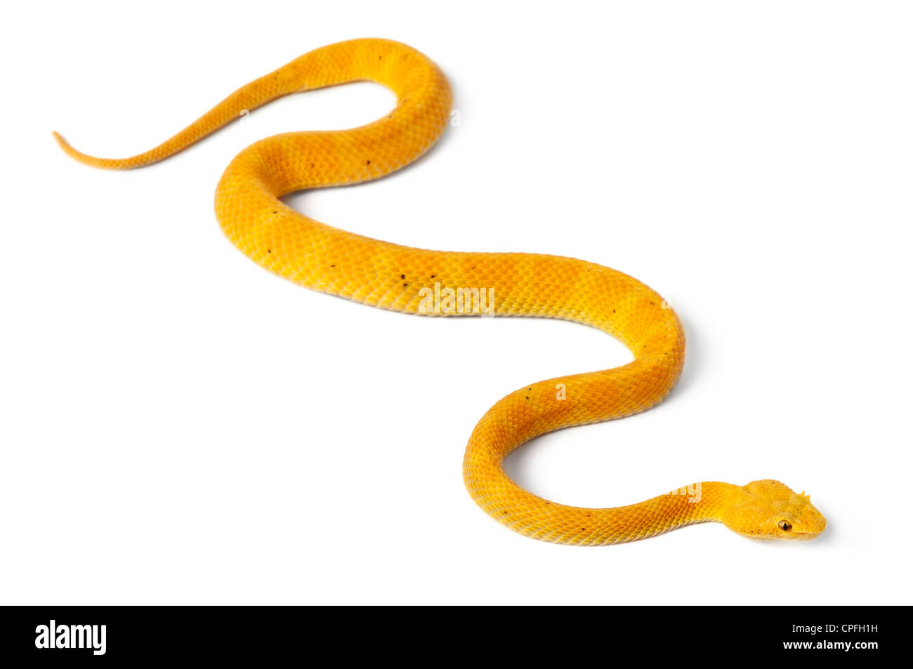 Yellow Eyelash Viper, Bothriechis schlegelii, against white background Stock Photo