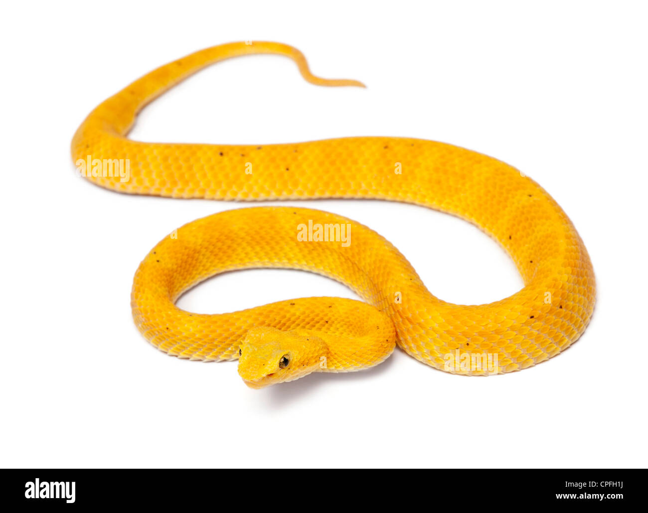 Yellow Eyelash Viper, Bothriechis schlegelii, against white background Stock Photo