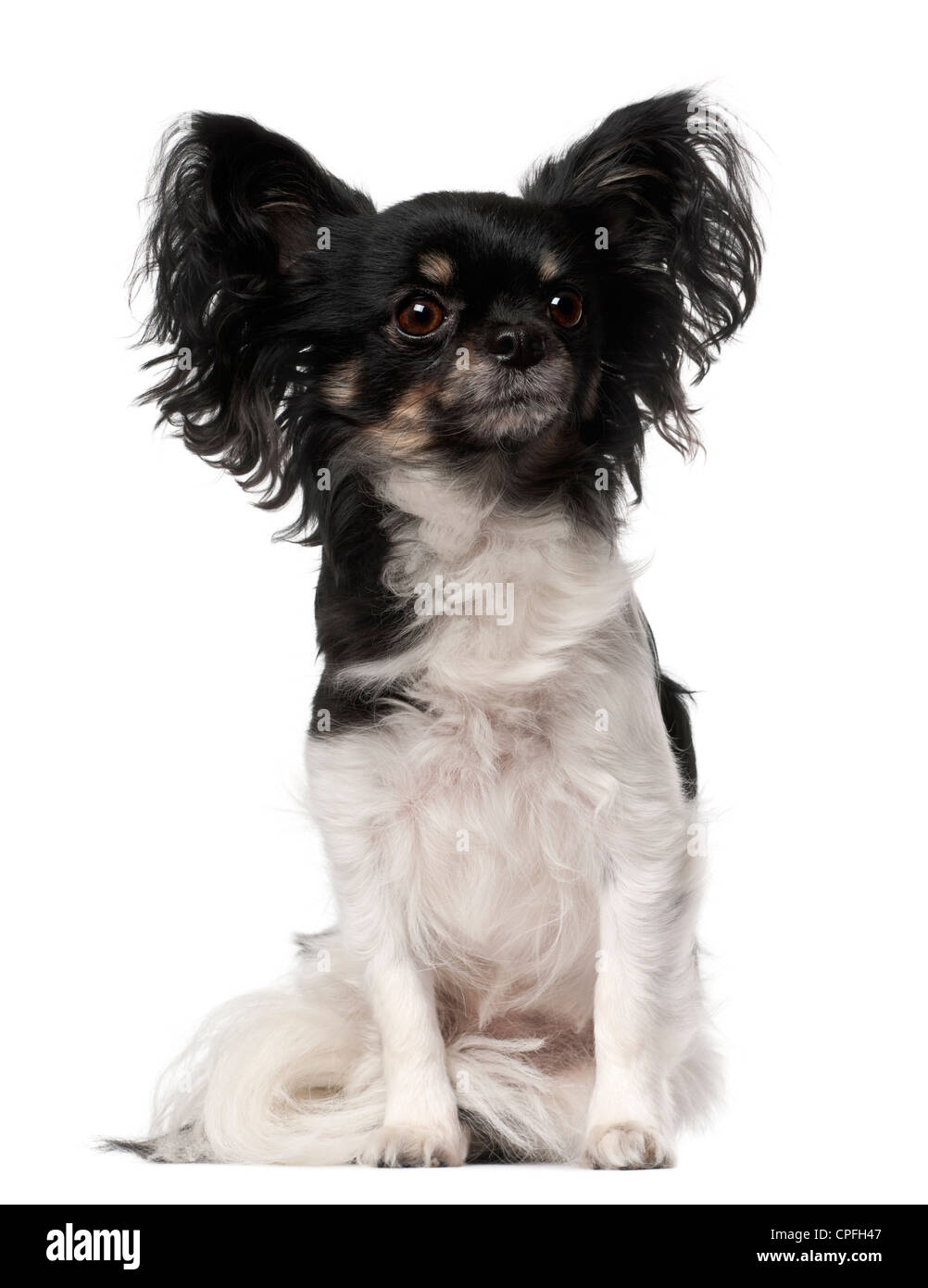 Crossbreed dog sitting against white background Stock Photo - Alamy
