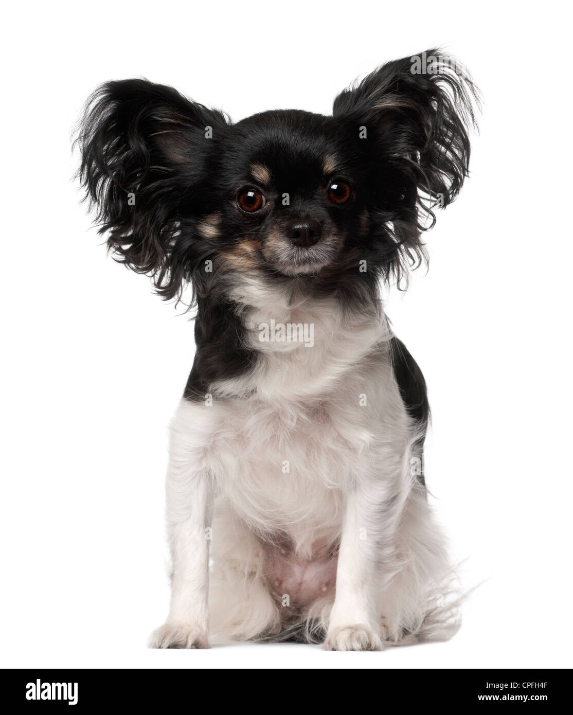 Crossbreed dog sitting against white background Stock Photo - Alamy