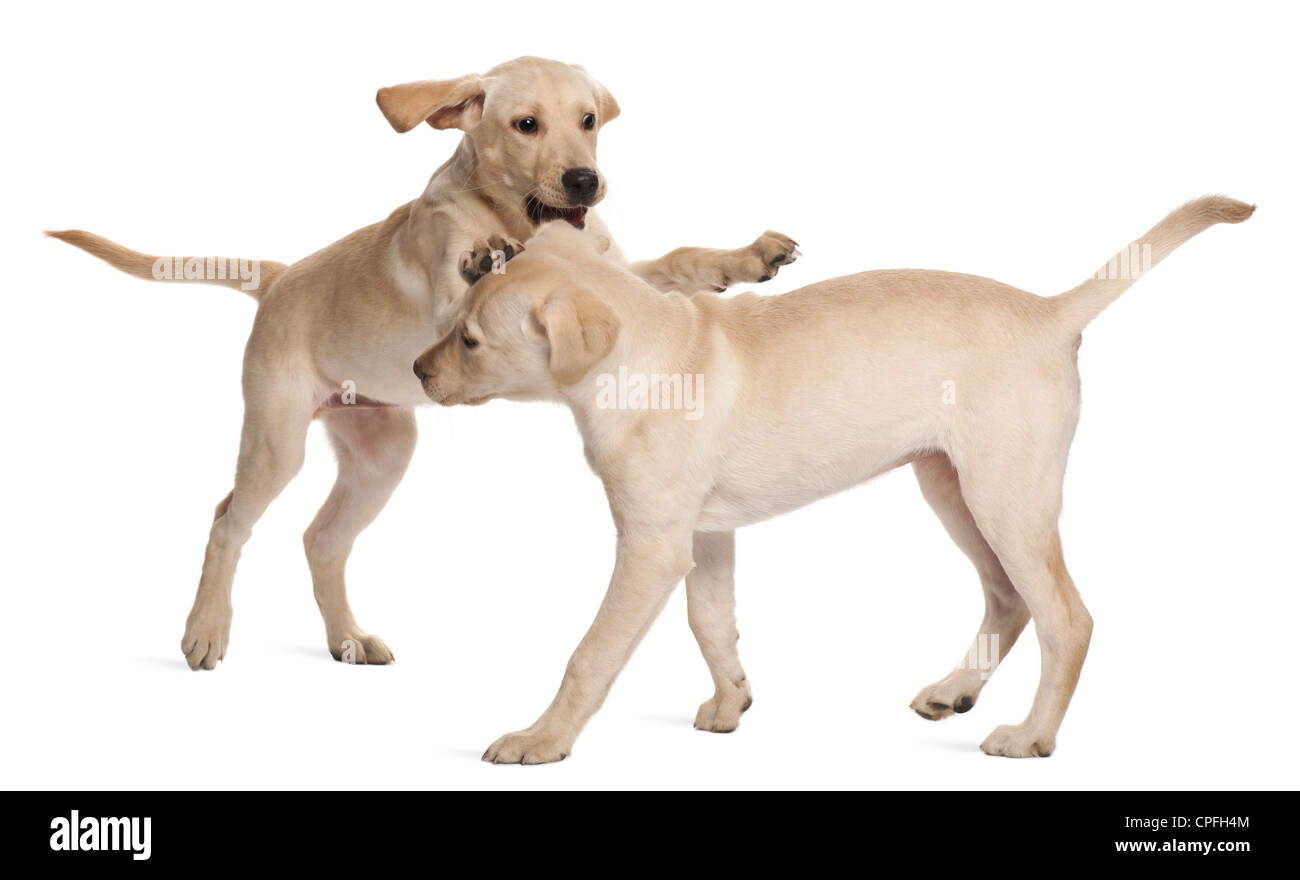 Two Labrador Retrievers, 4 months old, playing against white background Stock Photo