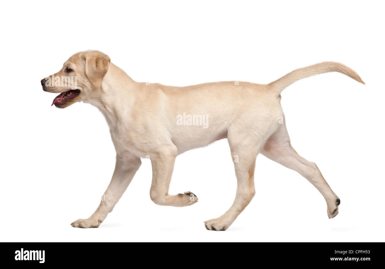 Labrador Retriever, 4 months old, walking against white background Stock Photo