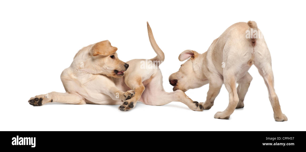 Two Labrador Retrievers, 4 months old, playing against white background Stock Photo