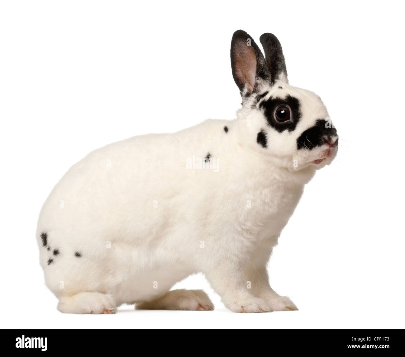 Dalmatian rabbit, Oryctolagus cuniculus, 4 months old, against white background Stock Photo