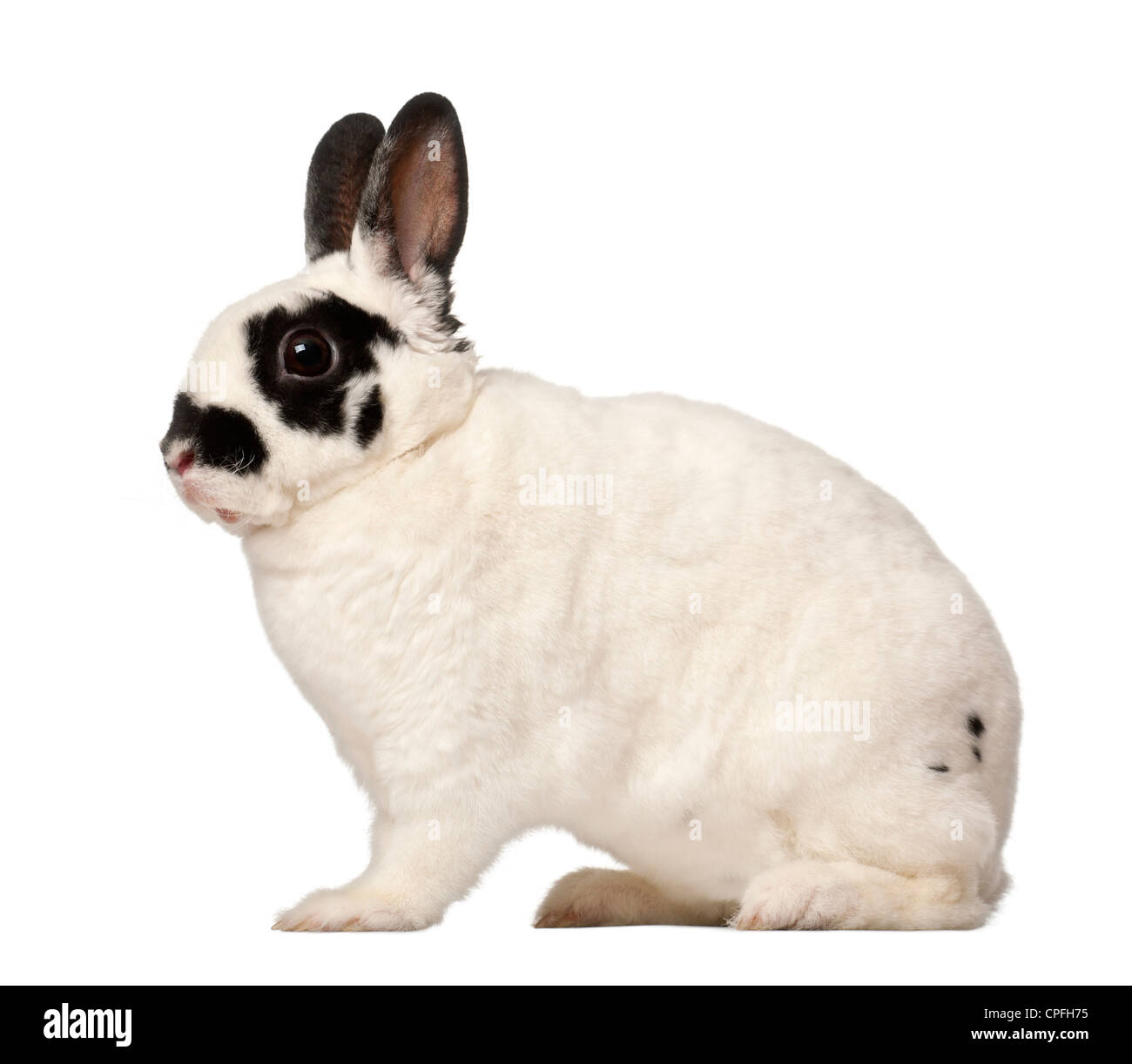 Dalmatian rabbit, Oryctolagus cuniculus, 4 months old, against white background Stock Photo