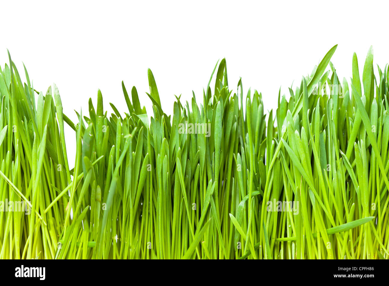 Green grass on a white background Stock Photo - Alamy