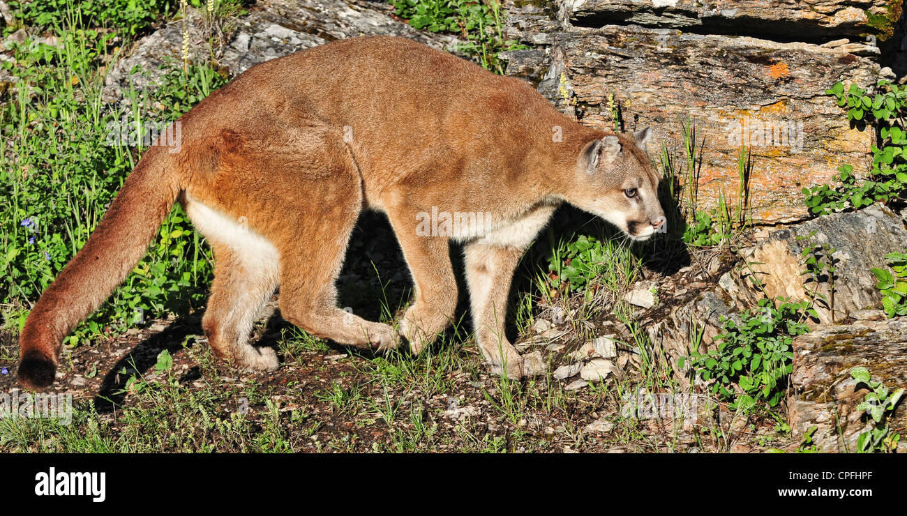 Mountain Lion, cougar on rocky ledge (puma concolor) Stock Photo