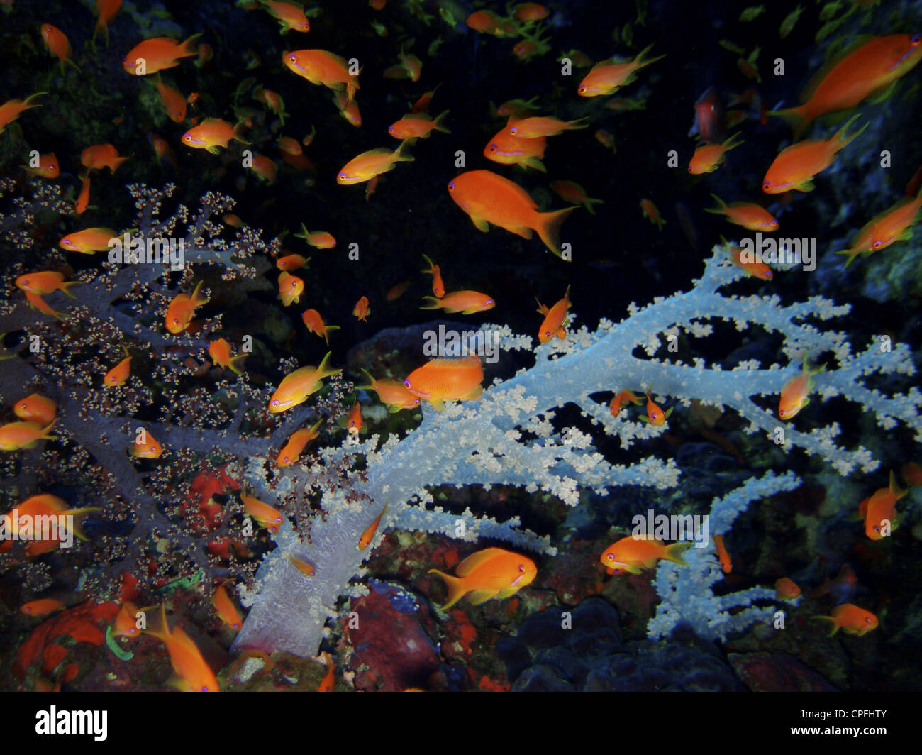 Anthias and soft coral. Red Sea, Egypt. Stock Photo