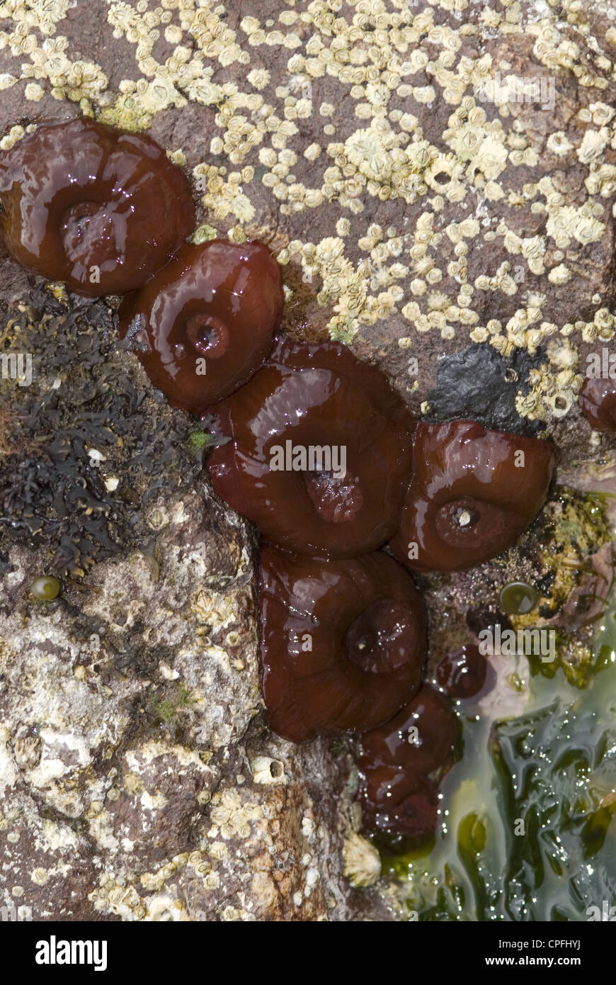 Beadlet Anemone (Actinia equina), 5 individuals exposed on the shore, St Abbs, Scotland, UK North Sea Stock Photo