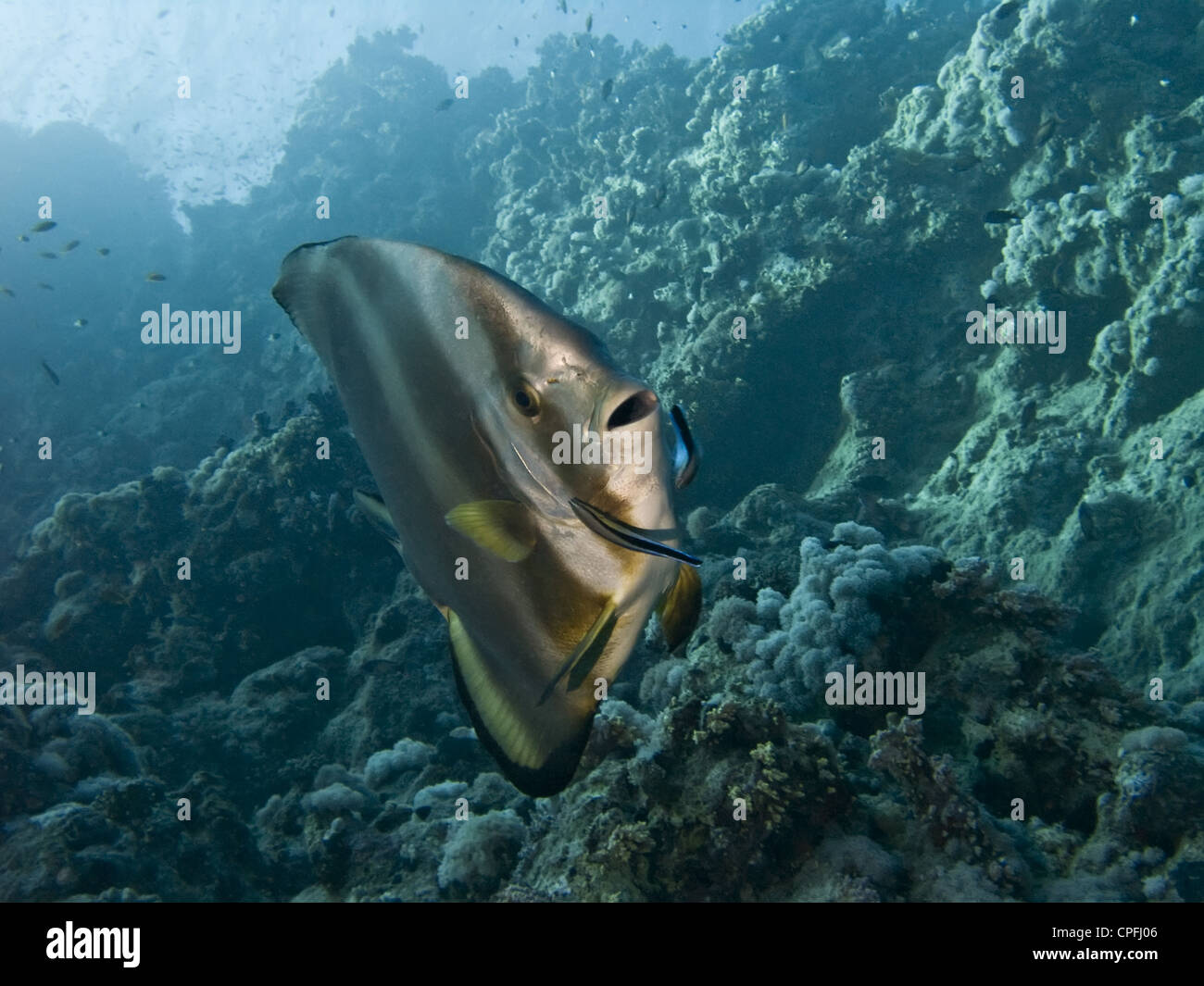 Shark cleaning station hires stock photography and images Alamy