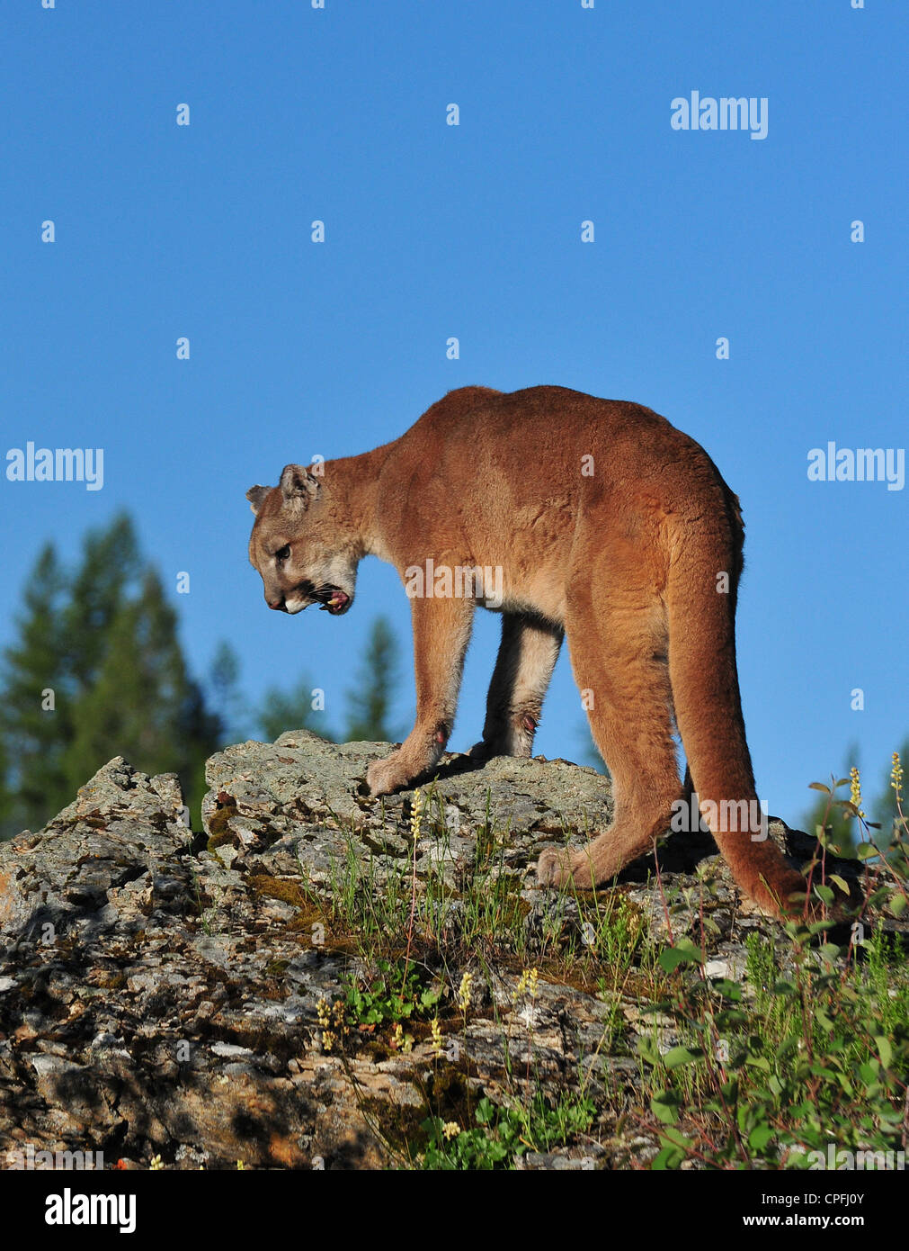 Mountain Lion, cougar on rocky ledge (puma concolor Stock Photo - Alamy