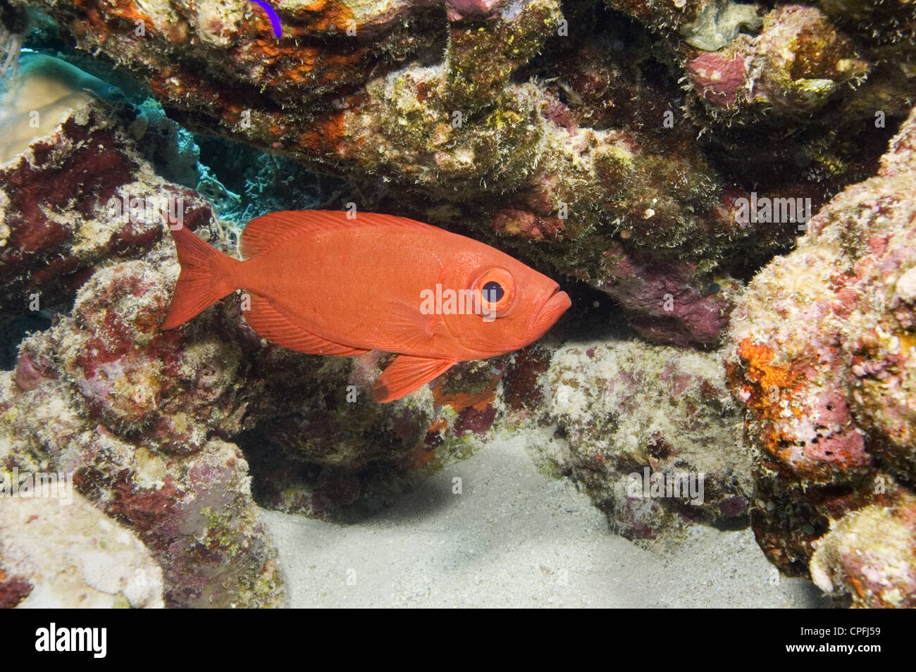 Big eye (Priacanthus hamrur) among coral rocks and sandy bottom, Egyptian Red Sea 28-9-07 Stock Photo