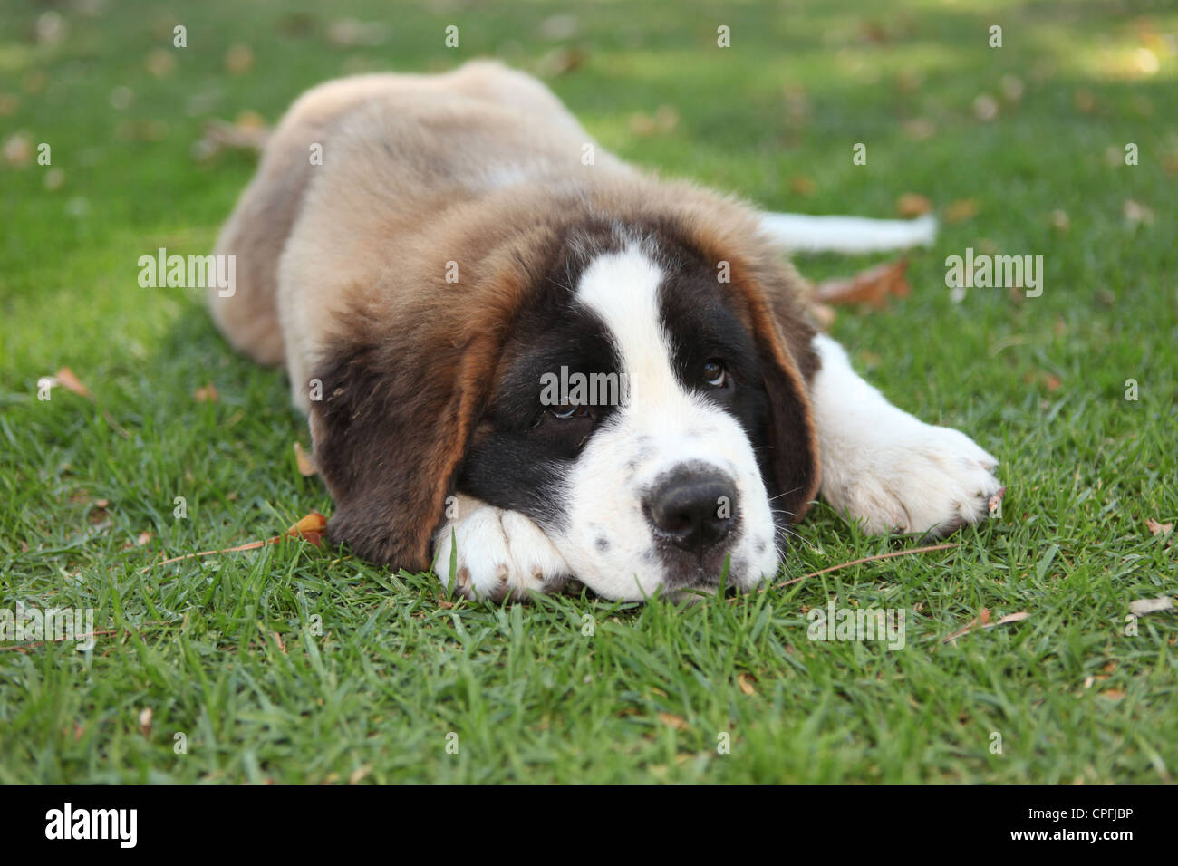 Adorable Saint Bernard Purebred Puppy Stock Photo