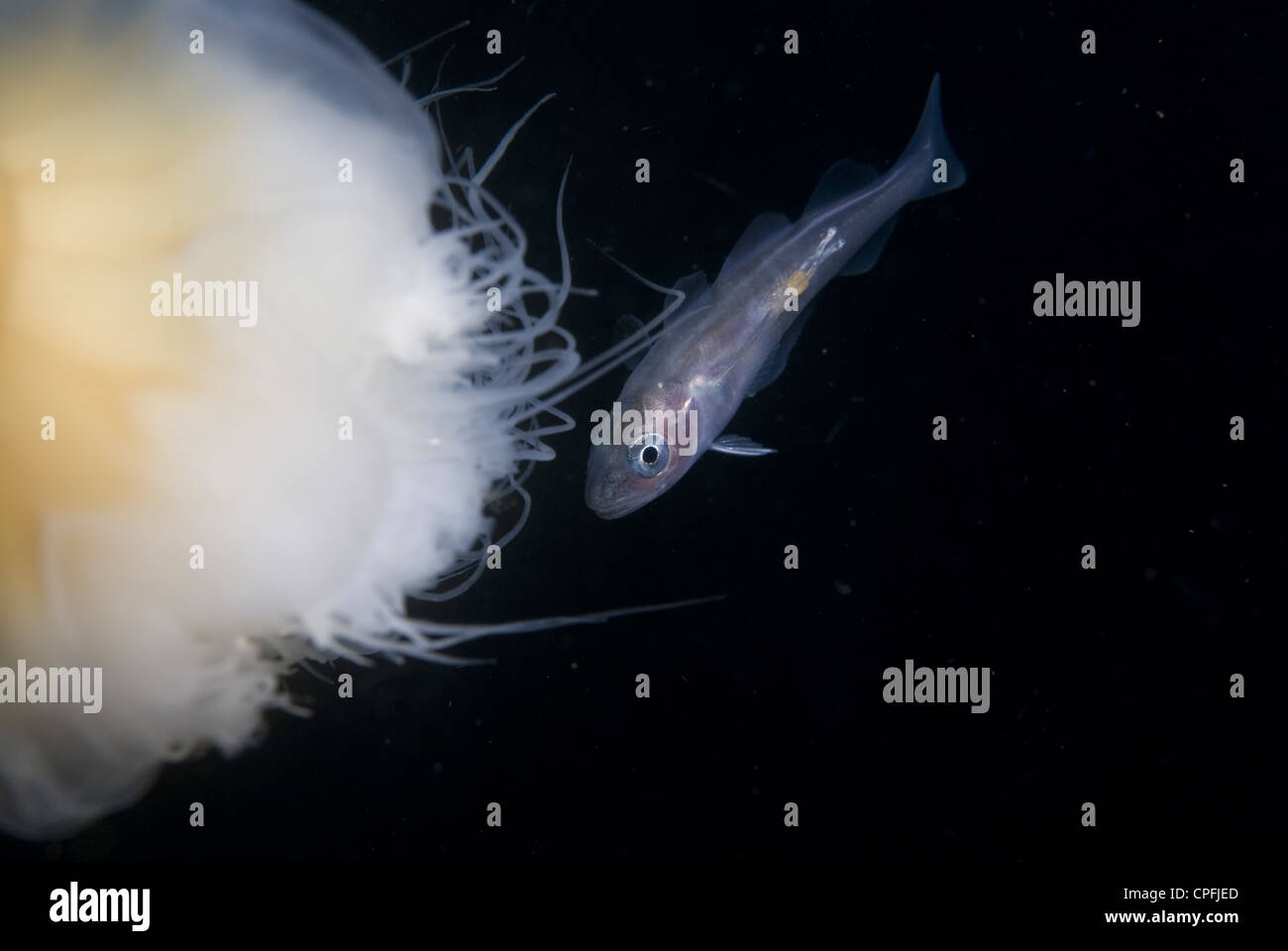 Uk whiting fish hi-res stock photography and images - Alamy