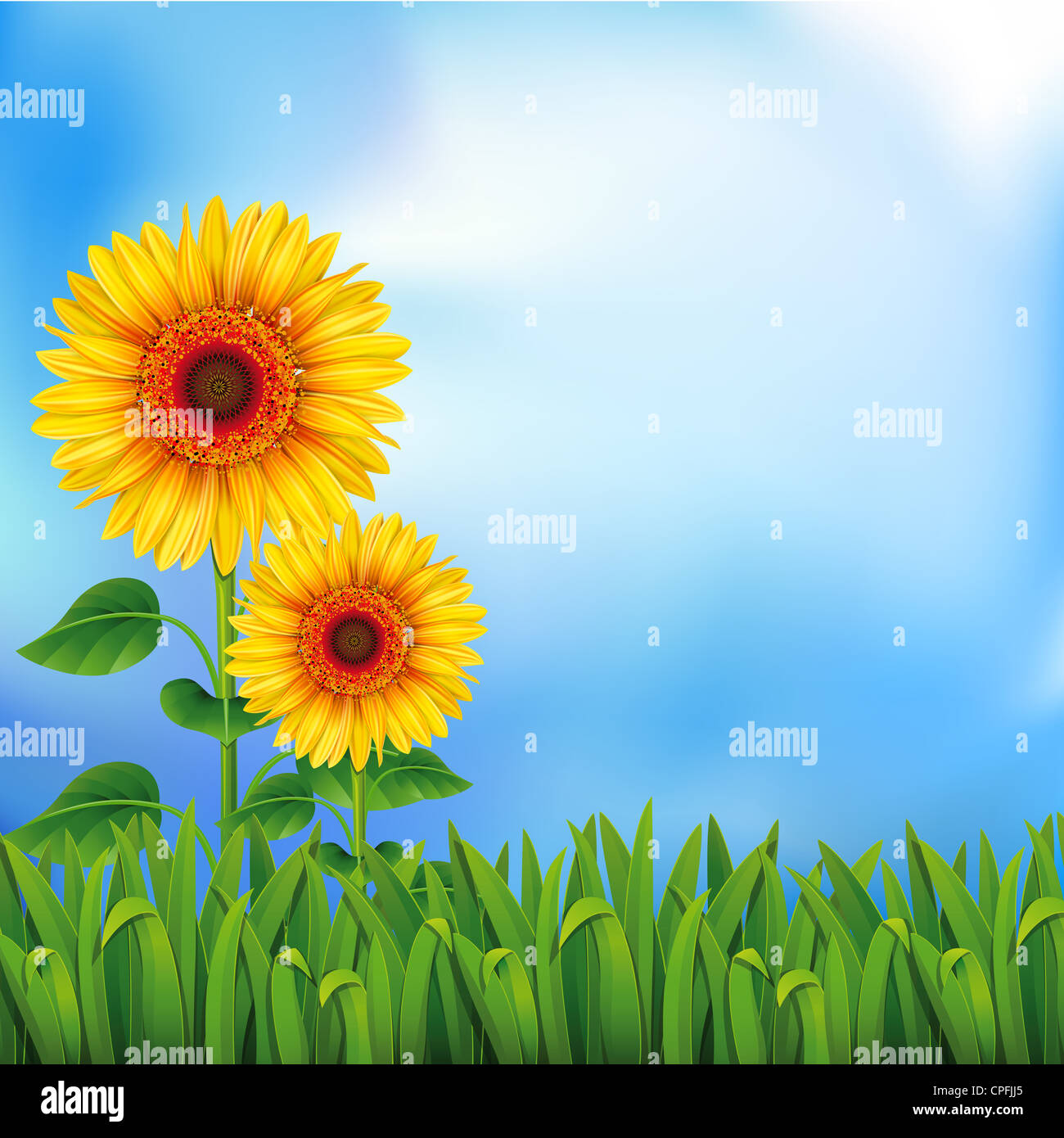 Two yellow sunflowers on the blue background Stock Photo