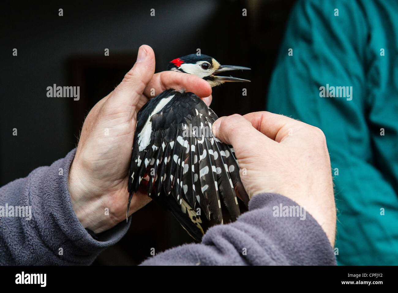 Woodpecker being ringed. During the ringing procedure a bird is ...