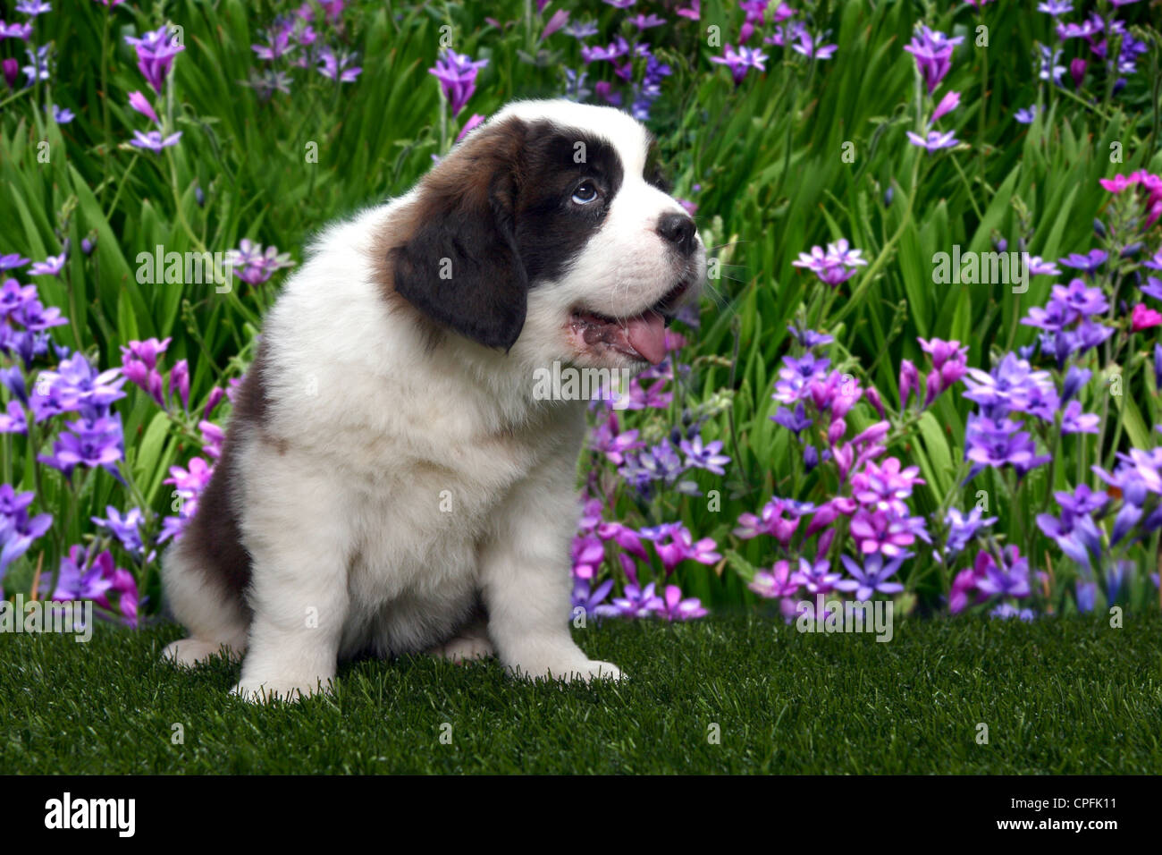 Adorable Saint Bernard Purebred Puppy Stock Photo