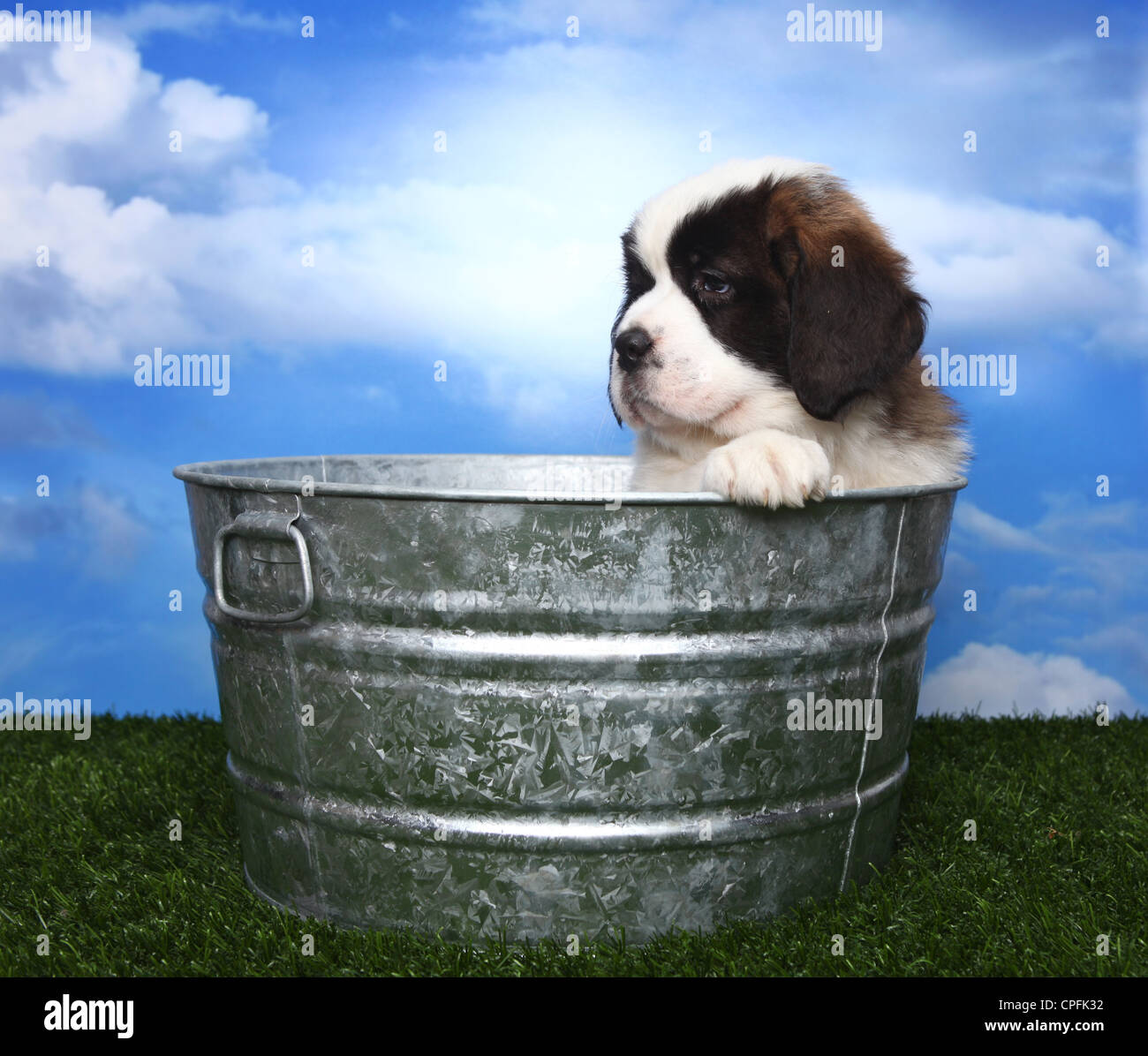 Adorable Saint Bernard Purebred Puppy Stock Photo