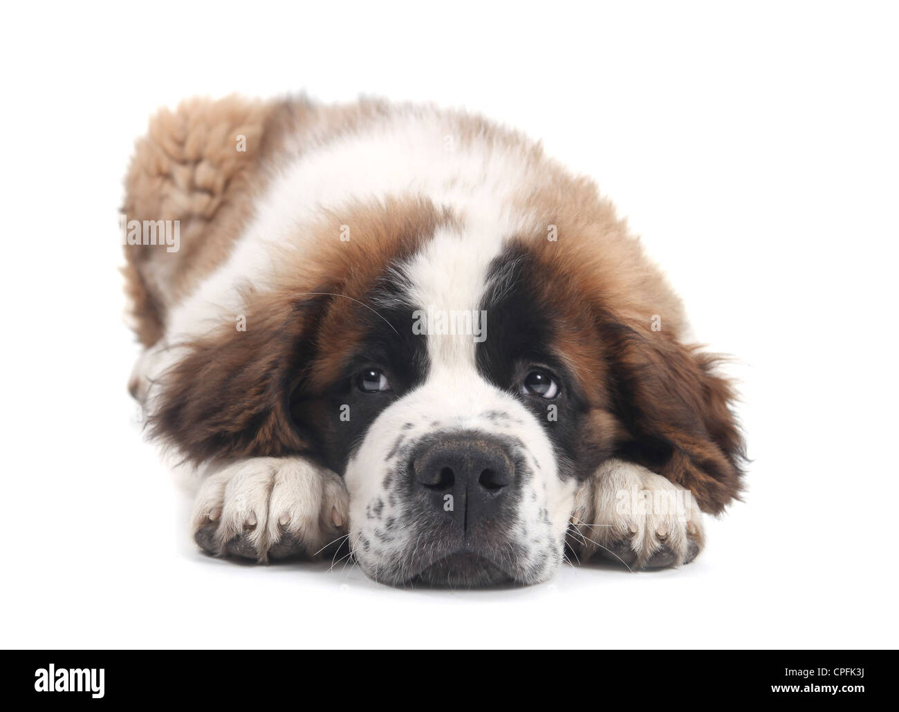 Adorable Saint Bernard Purebred Puppy Stock Photo