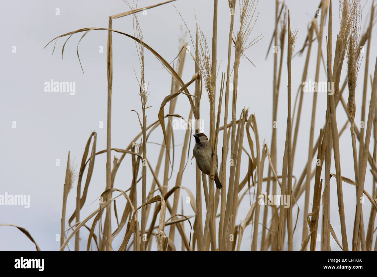 Male house sparrow in tall dead reeds gathering bits for building a nest Stock Photo