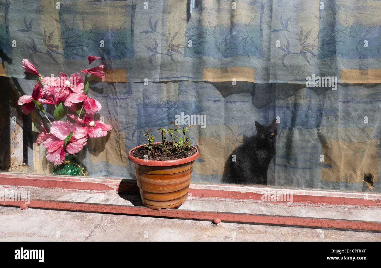 A black cat makes a colourful colorful picture inn the window of a house in Montreal, Aude, Languedoc, France Stock Photo