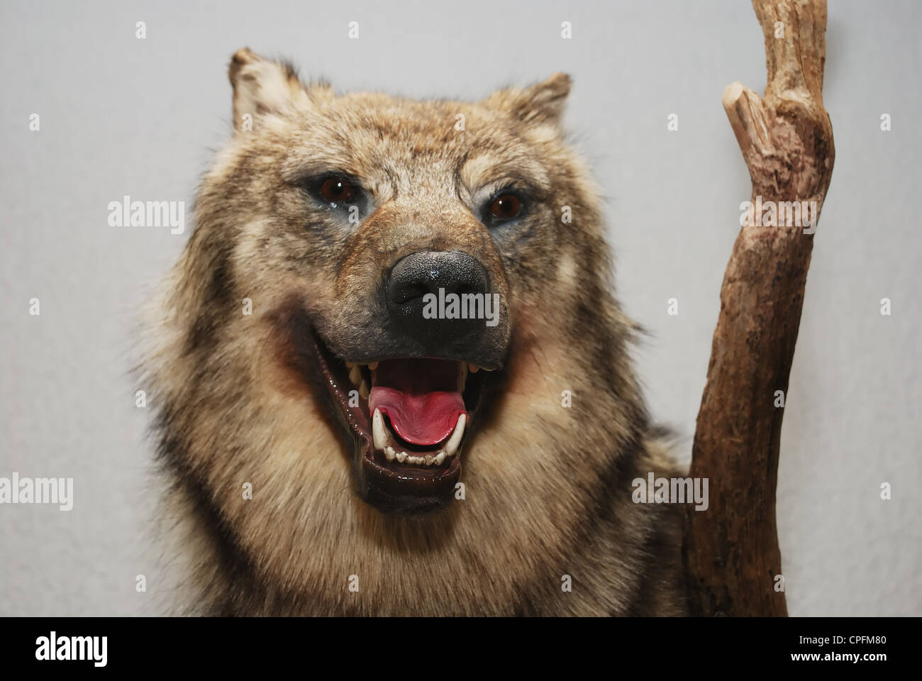 stuffed wolf head with open mouth against gray background Stock Photo