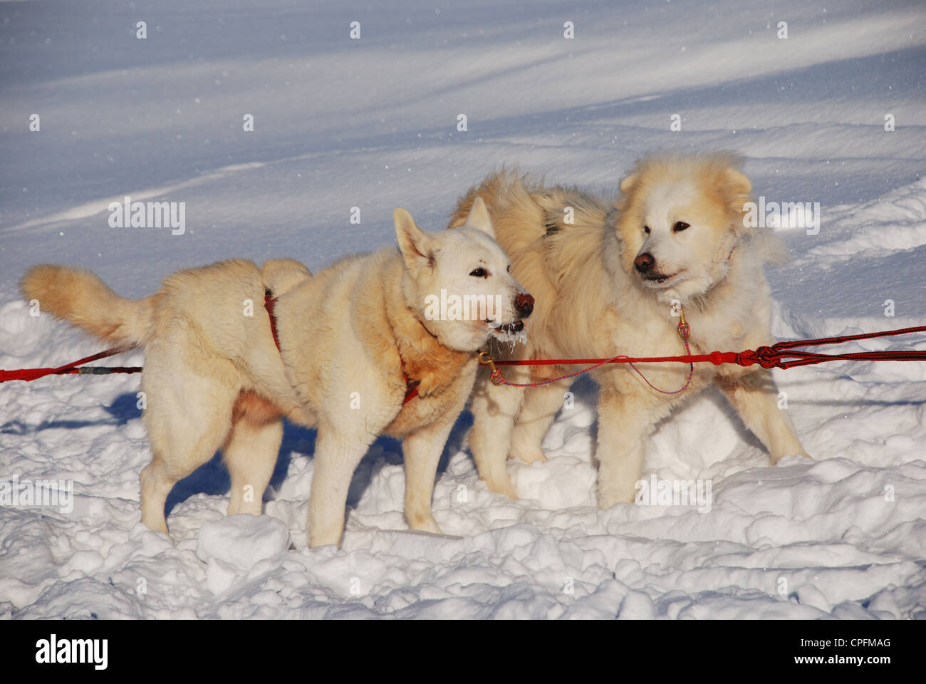 two siberian huskies pulling a sled, horizontal Stock Photo - Alamy