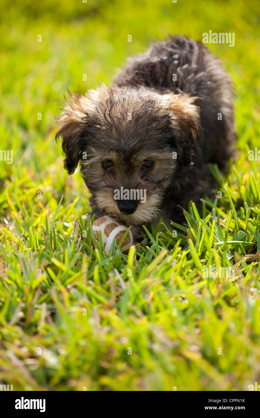 A schnoodle puppy with a toy ball. Stock Photo