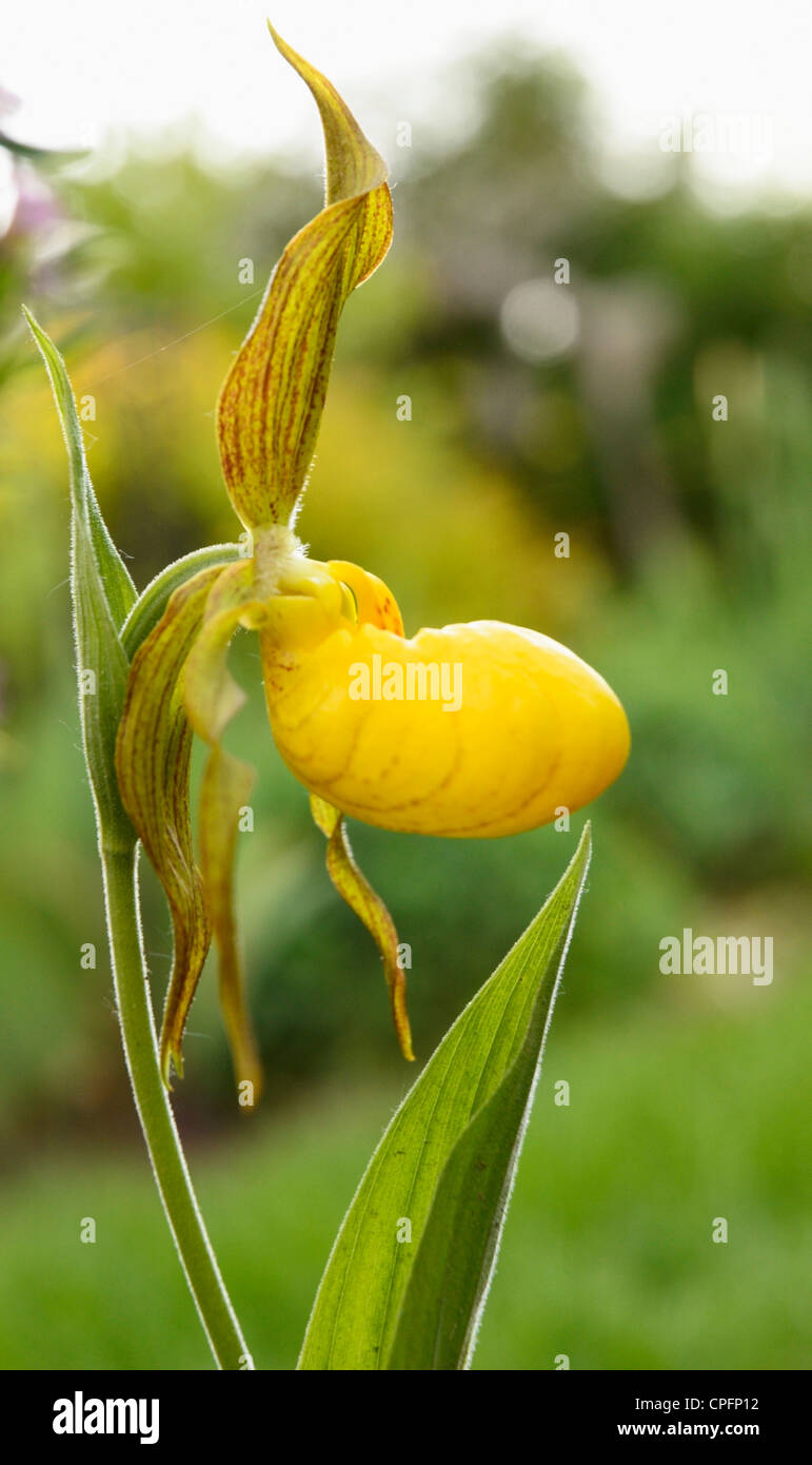 Fresh Yellow lady's slipper orchid, Spring, Ontario, Canada Stock Photo